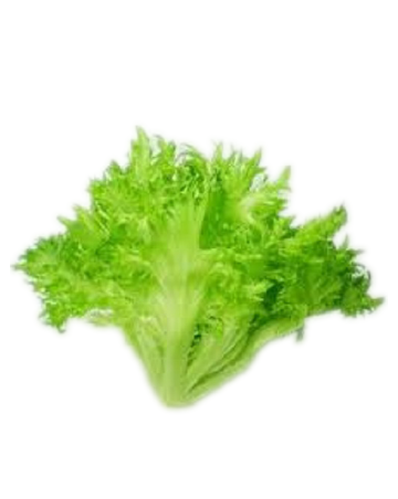 フリルレタス株　５kg