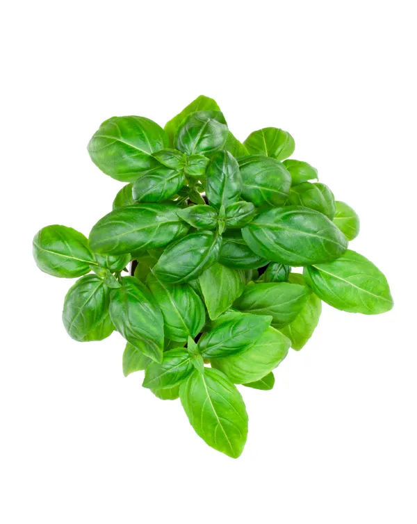 バジル株　５kg