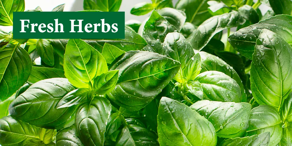 フレッシュハーブシリーズ