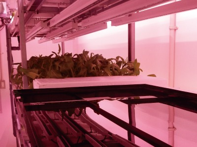 植物工場用 汎用タイプの大型受皿を開発　12月1日より販売開始