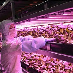 晃商×ファームシップ ～大規模の完全LED野菜工場「名張シティファーム」竣工～