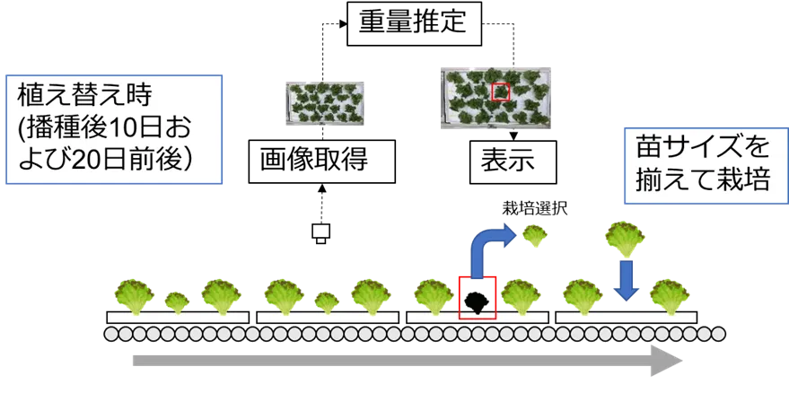 図3　本アルゴリズムを用いたレタスの生育状況推定システム