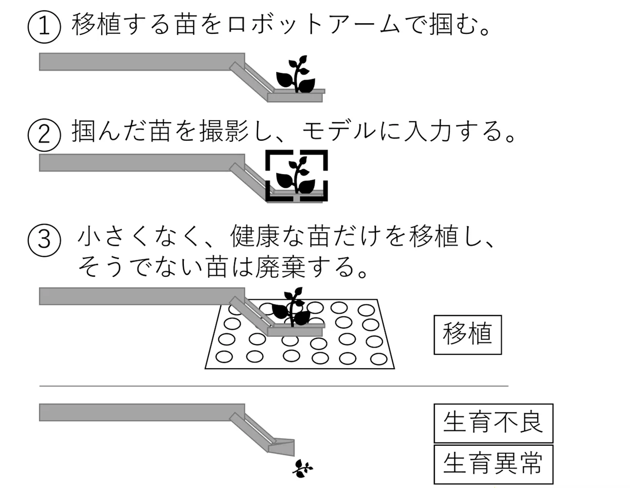 図2AI良苗判定技術を用いたホウレンソウの自動移植手順
